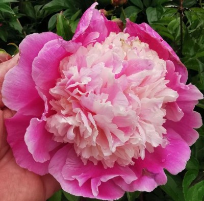 Cora Stubbs IMG_20240517_105320 upr_result_finito